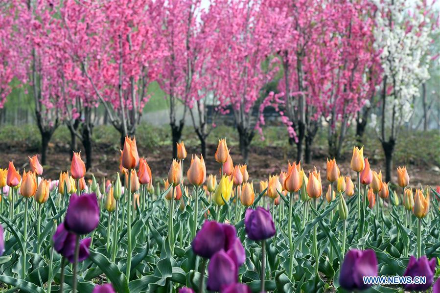 中国天津郁金香花（CN）