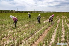 当地村民发展生态种植以控制沙土，保护环境