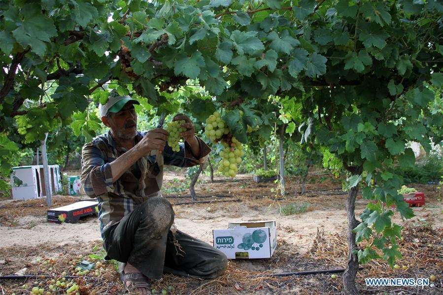 MIDEAST-GAZA-GRAPES-HARVEST